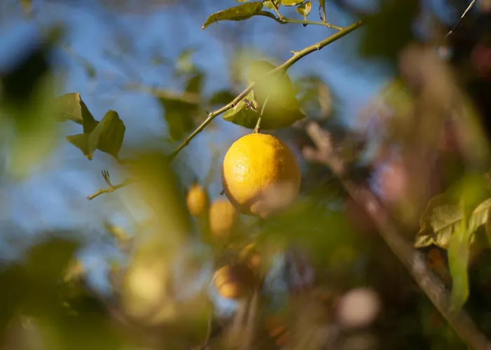 Casa Do Palheiro - Valenca